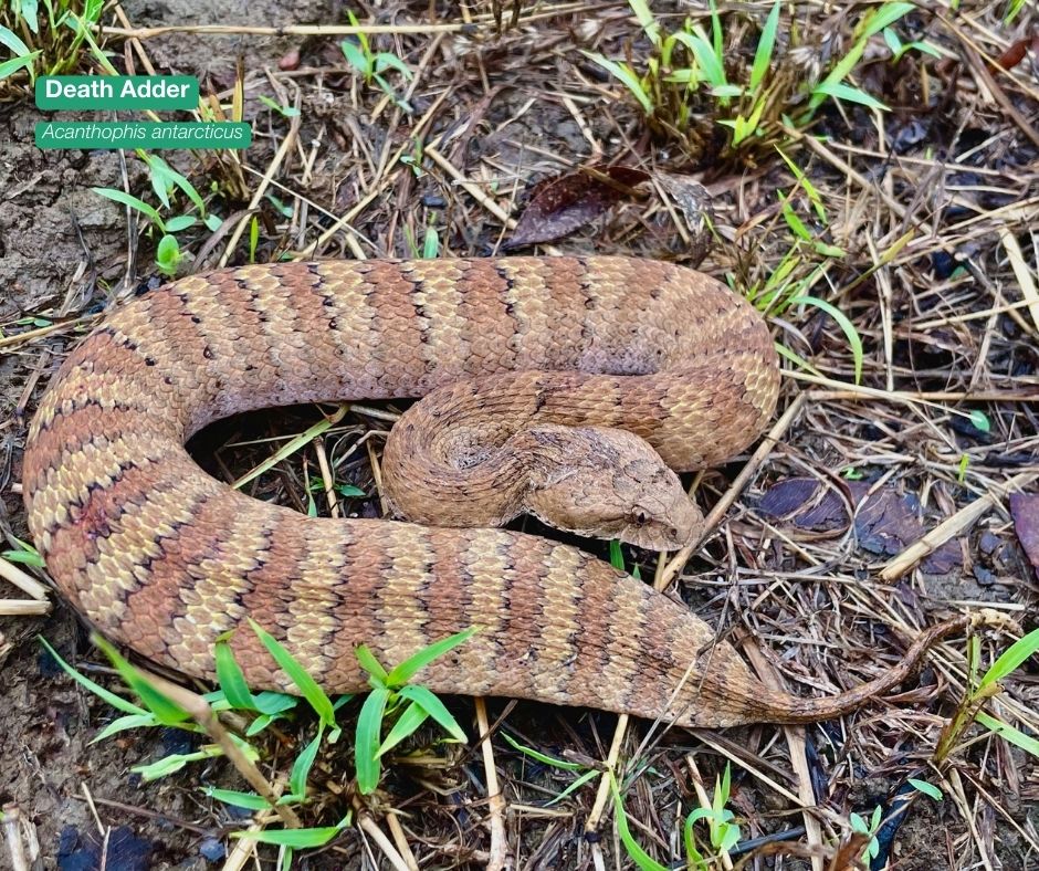 awconservancy's tweet photo. High levels of rainfall + humidity = prime time for hungry snakes in Far North Queensland, as prey populations boom.
π· N Stock/AWC. π Piccaninny Plains Wildlife Sanctuary (Wik and Wik Way Country)
#AWC #AustralianWildlife #Snakes #AustralianSnakes #Deadly #Queensland https://t.co/HSo4QZ2MZG