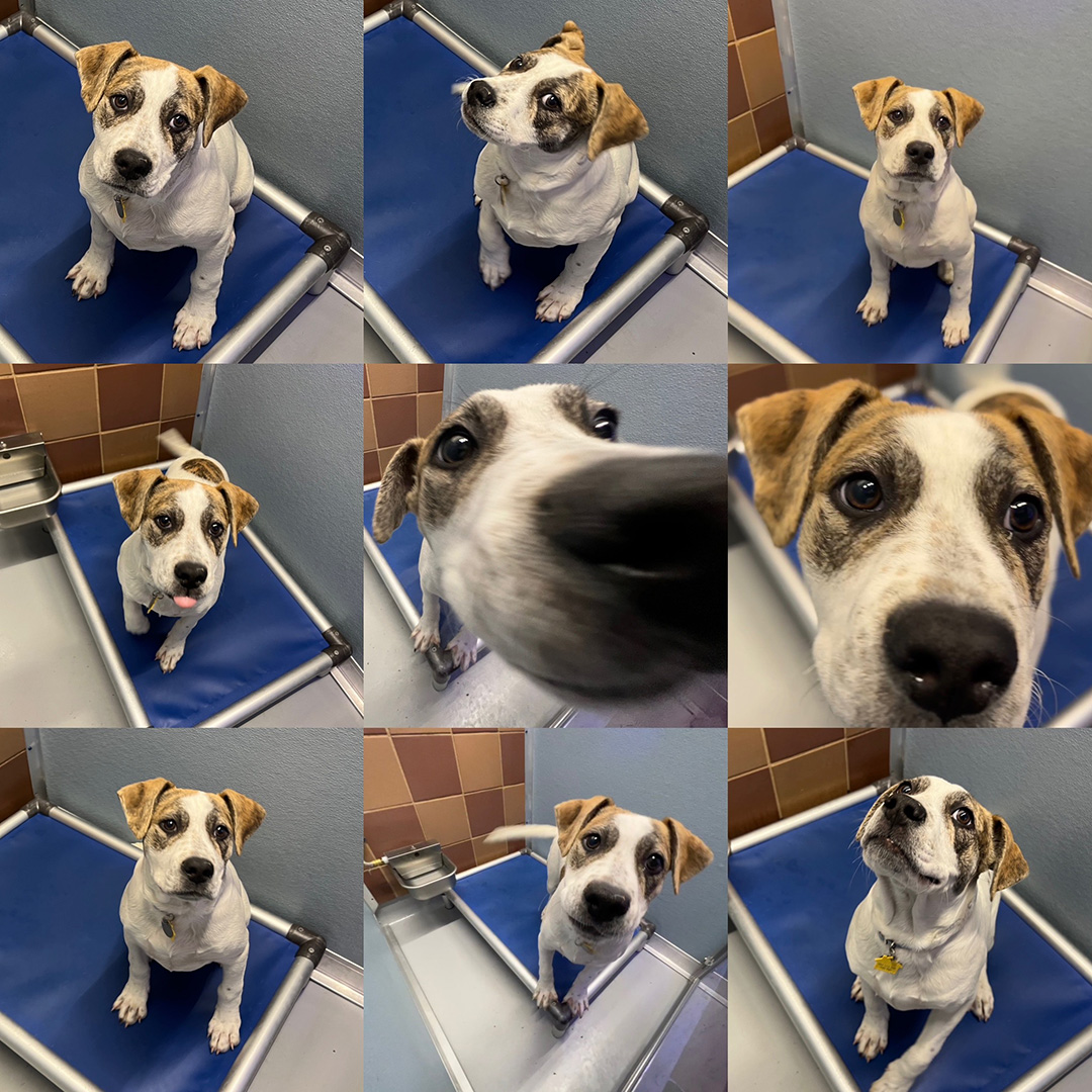 AnimalLeague's tweet photo. 15-week-old Mastiff mix Freddie (#R167918) can’t take a bad photo…so we decided to share them all! In these photos we see a playful, cute, silly, sweet, and loving puppy! We’re hoping you see your new best friend! #GetYourRescueOn #80YearsofRescue #TourForLife2024 https://t.co/r7HIg2fZ2B