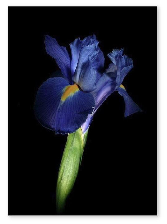 GIVE THE GIFT OF FLOWERS - ON GREETING CARDS!
Featured here is my Image IRIS041807.

julie-powell.pixels.com

#juliepowellfineart #macrophotography #photography #flowerart #wallart #macrobotanical #botanicalart #flowers #flora #artflora #artroomsapp #interiordesign