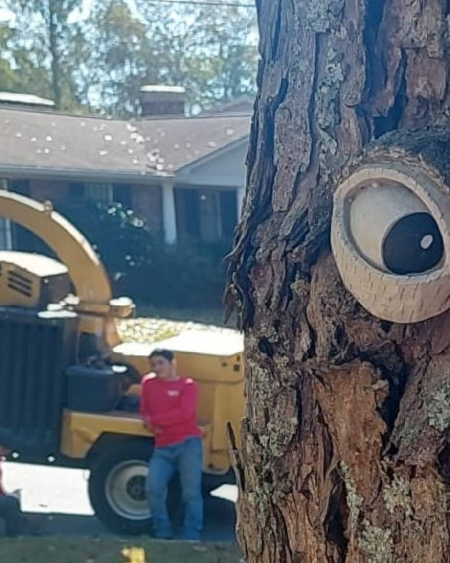 DonsTreeSvc's tweet image. Seeing how to cut it! ha ha ha ๐๐๐ #TreeServiceMagic #TreeSurgery #Atlanta #donstreeservice