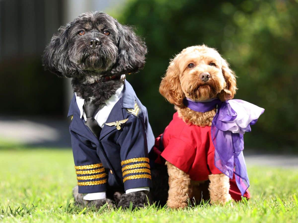 🐈+🐶+ 🧑‍🤝‍🧑+✈ = …? Is this fur-real?! Pets onboard Virgin Australia flights are one giant leap closer for petkind: newsroom.virginaustralia.com/release/cats-o…