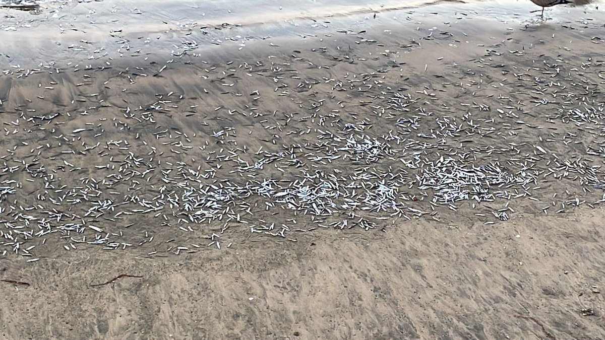 Cristóbal Reus Chêreau tweet media