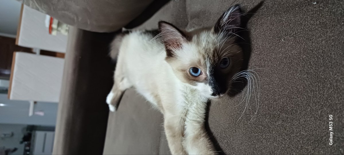 math_oli92's tweet photo. A vida é mais feliz com gatos https://t.co/u77GkKkJqS