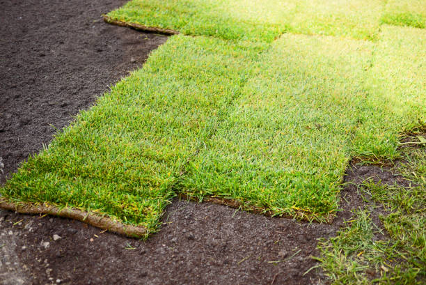 DCNurseryFL's tweet photo. Spring is here and it's the perfect time to start a new landscaping project! Visit Durbin's Creek Nursery for all your sod, paver and mulch needs. 
https://t.co/i28vLQthRz
#landscaping #durbin'screeknursery https://t.co/k01bGXr0g6