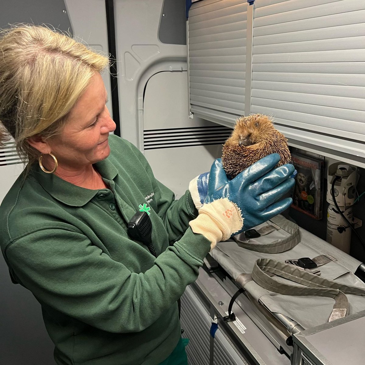 DierenAmsterdam's tweet photo. Egeltje gevonden in tuin bij Gein in #Amsterdam Zuidoost, stekeltje moet een boost, want wat suf, maar verder prima. Waarschijnlijk net wakker, zijn jullie al op volle kracht? Enniewee met wederzijds goedvinden besloten naar Ome Gerrit te verkassen. #Goedemorgen #Goedevandaag https://t.co/FOqUXAvGkA