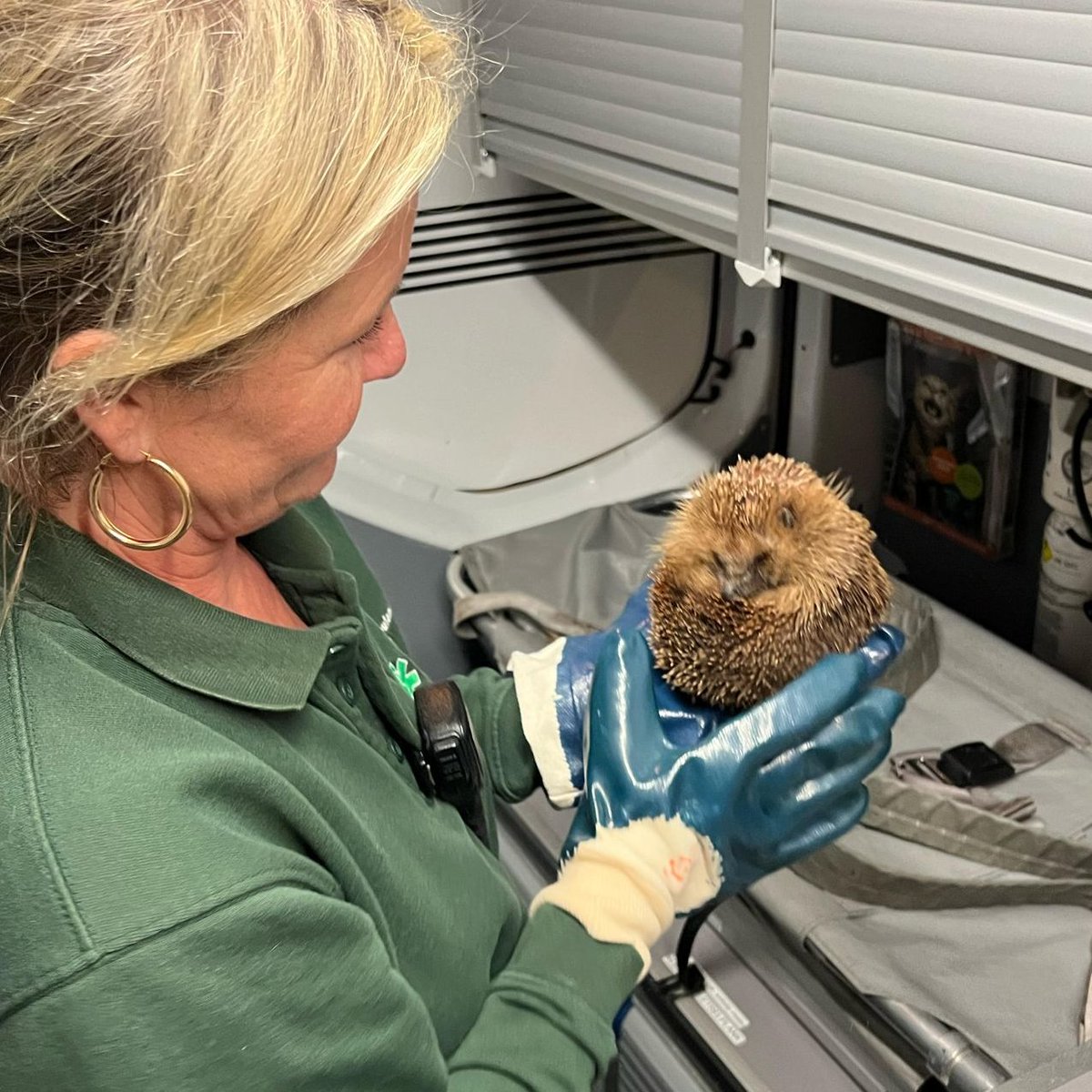 DierenAmsterdam's tweet photo. Egeltje gevonden in tuin bij Gein in #Amsterdam Zuidoost, stekeltje moet een boost, want wat suf, maar verder prima. Waarschijnlijk net wakker, zijn jullie al op volle kracht? Enniewee met wederzijds goedvinden besloten naar Ome Gerrit te verkassen. #Goedemorgen #Goedevandaag https://t.co/FOqUXAvGkA