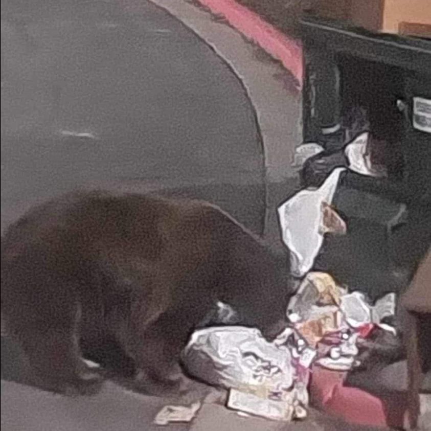 🐻 Bears are starting to become active. This bear was spotted getting into a commercial dumpster yesterday in Durango. Make sure those trash containers are secured, and it's time to take those birdfeeders down.