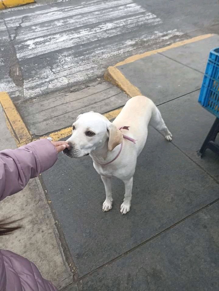 ticnt_'s tweet photo. Está perrita fue abandonada de cachorra, cumplió un año y la señora que le daba temporal falleció, desde entonces volvió a la calle.

Los vecinos quieren ponerle hasta rejas a los jardines para que no duerma ahí.
Está vacunada y esterilizada

Busca casa: 986048308 https://t.co/sd2vtdjhBe