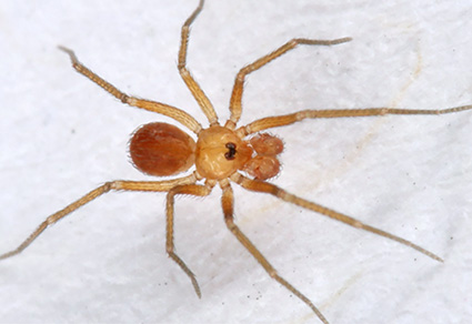 Thriving in dry conditions: on the Neotropical spider genus Galapa (#Araneae: Pholcidae).
mapress.com/zt/article/vie…
#Taxonomy