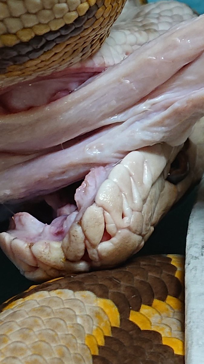kennyibaraki's tweet image. 3キロの冷凍アヒルが手に入ったもので、 Malayopythonreticulatusのヨコハマくんへ振る舞ってます
さすがに3キロの鳥ともなると、食べられる種は限られてきます
#retic
#reticulatedpython
#レティック
#アミメニシキヘビ
#特定動物
#Malayopythonreticulatus