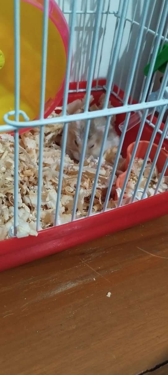 Welcome home!!! (ﾉ*°▽°)ﾉ
#pet #hamster