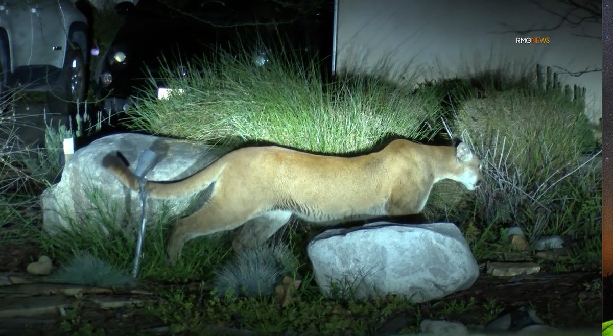 Large Mountain Lion seen prowling the neighborhood in Sierra Madre, California early Wednesday morning @CitySierraMadre youtu.be/VRyMQ_jeqBU?si… via @YouTube