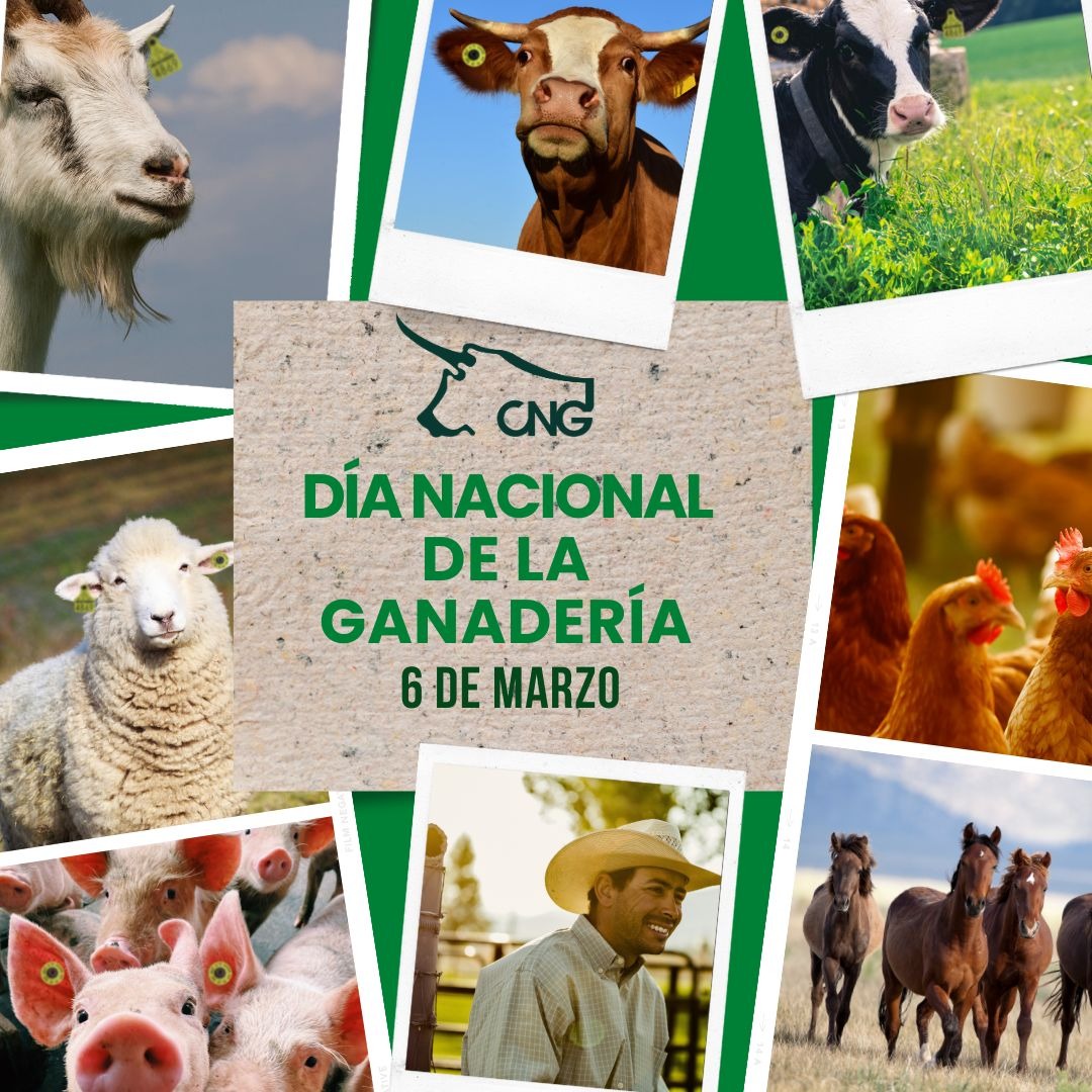 cnog_mx (@cnog_mx) on Twitter photo 