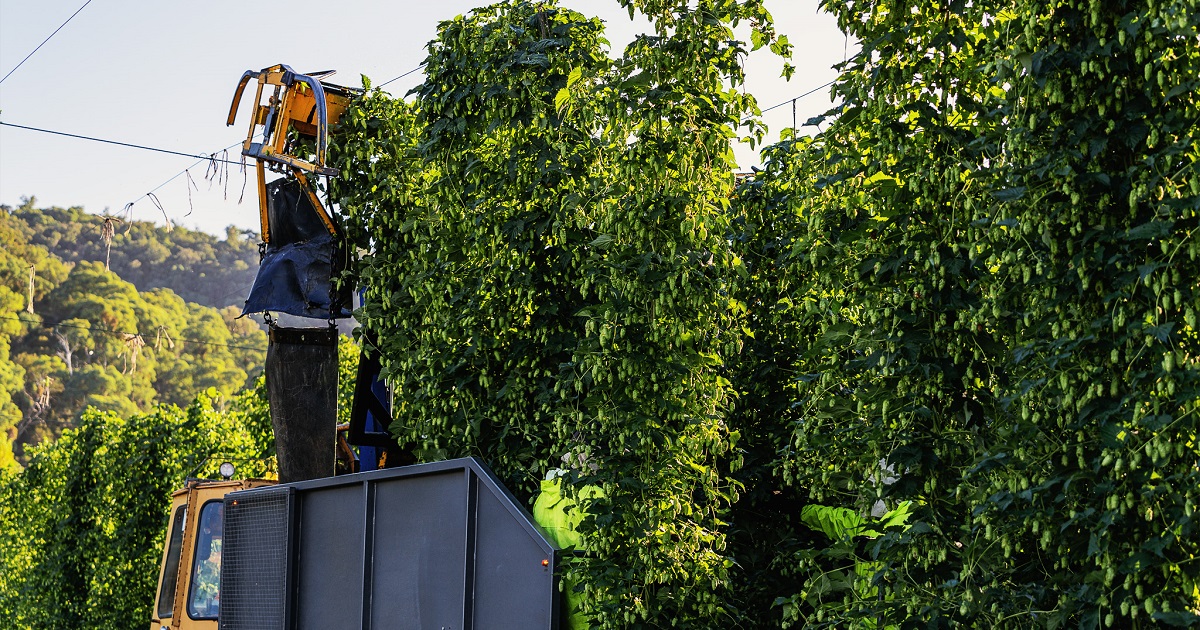 HopProductsAus's tweet image. Enigma® is the next Aussie hop to be harvested. Created by HPA's hop breeding program in 2002 through a cross-pollination of Swiss Tettnang and North American hops, It's a bonkers blend of white grape, tart redcurrant and sweet rockmelon. 
#aussiehops