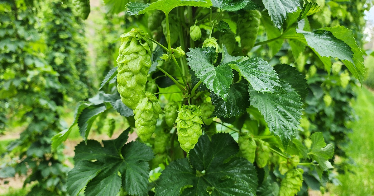 HopProductsAus's tweet image. Enigma® is the next Aussie hop to be harvested. Created by HPA's hop breeding program in 2002 through a cross-pollination of Swiss Tettnang and North American hops, It's a bonkers blend of white grape, tart redcurrant and sweet rockmelon. 
#aussiehops
