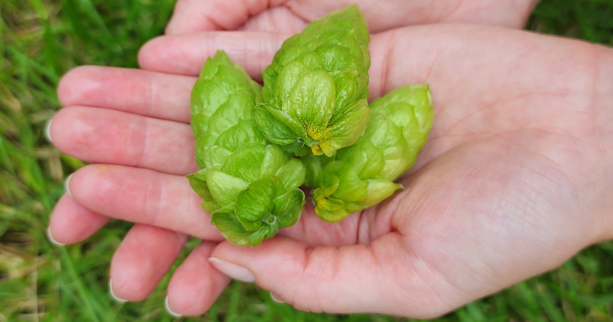 HopProductsAus's tweet image. Enigma® is the next Aussie hop to be harvested. Created by HPA's hop breeding program in 2002 through a cross-pollination of Swiss Tettnang and North American hops, It's a bonkers blend of white grape, tart redcurrant and sweet rockmelon. 
#aussiehops