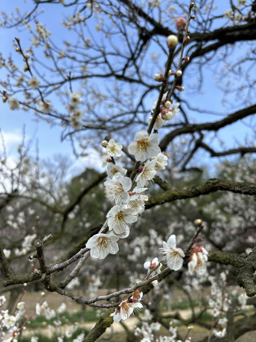 migmaashiya's tweet photo. おはようございます!
現在、兵庫県は☀️

昨日はとても寒かったですね🥶
早く暖かくならないかなぁ🌸

本日も宜しくお願い致します!

#企業公式が毎朝地元の天気を言い合う 
#企業公式冬のフォロー https://t.co/bJVaKhYUvt