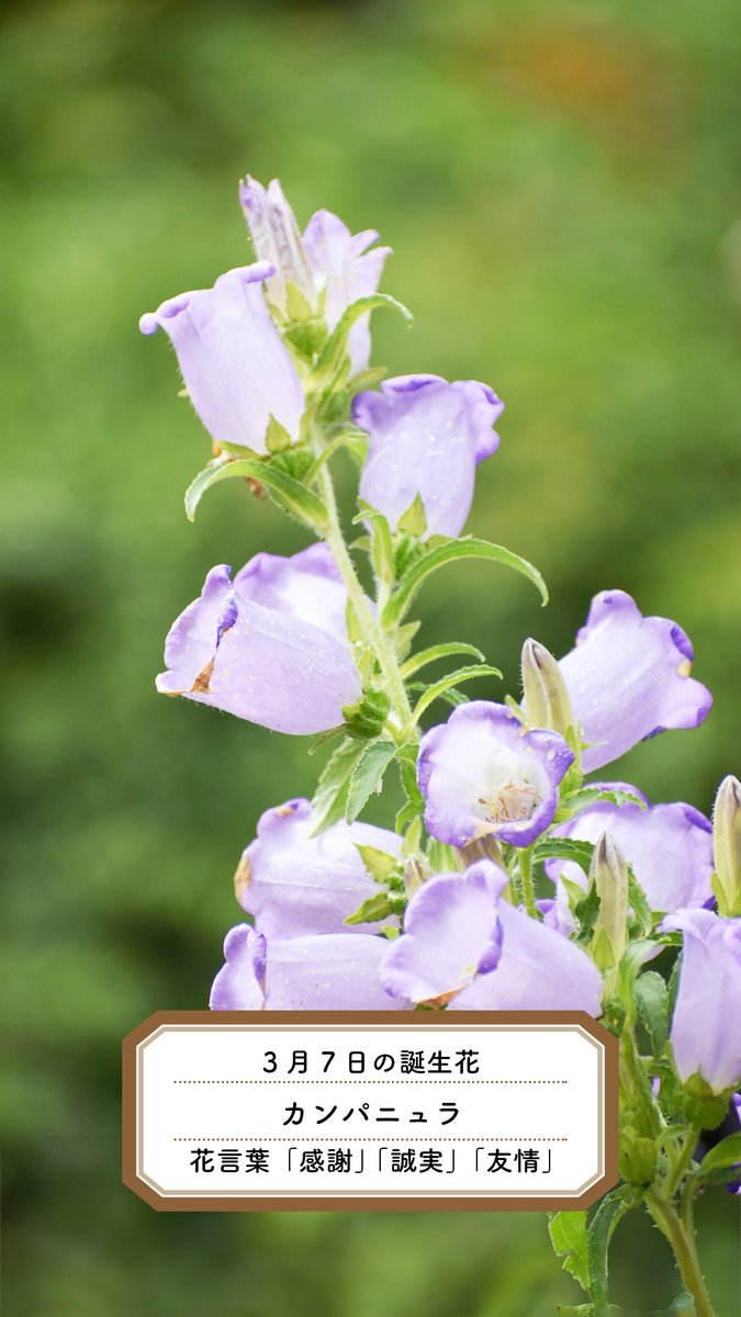 3月7日の誕生花のひとつ、カンパニュラ。 花言葉は「感謝」「誠実