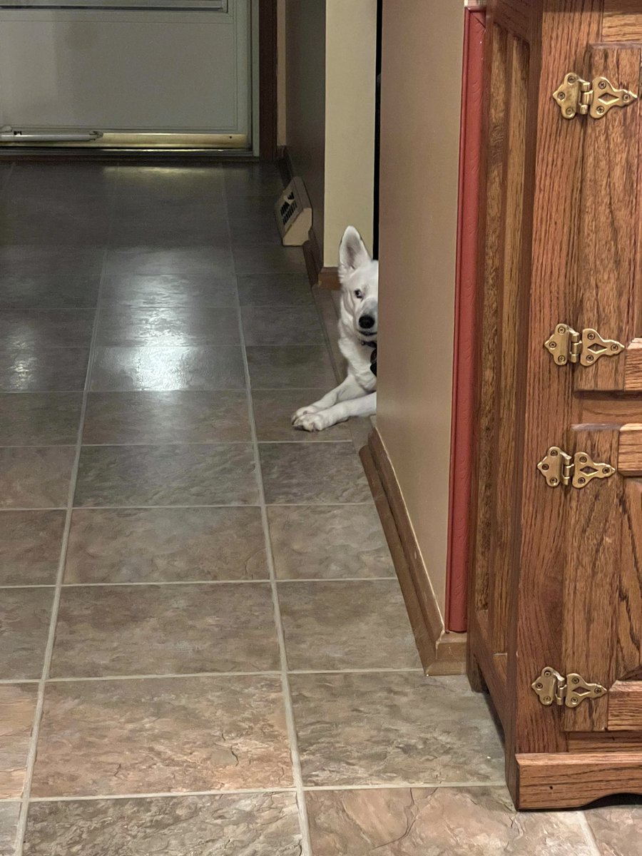 SixbyFire's tweet photo. Yes Sadie, I’m cooking…
No, you ain’t getting any.
She never listens anyway.
She’s deaf.
#doublemerle https://t.co/9GgB0IluD8