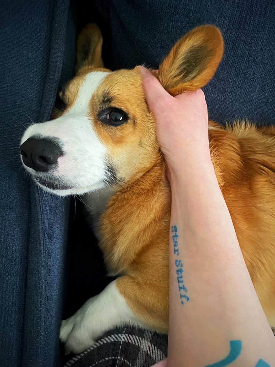 vegan_swemo's tweet image. Xena was demanding ear scratches. #corgitwitter