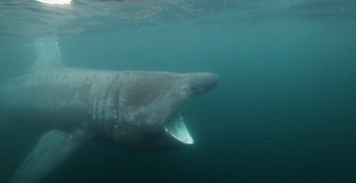 DanT_Coast's tweet image. **Environmental Event**

@NEBBS11 are organising ‘Plastic Warriors’ event @tynesidecinema, Sunday, 21 April 2024, 2-5:15 p.m.
1) Screening of environmental feature documentary ‘Plastic Warriors’;
2) Five speakers;
3) Facilitated discussion.
Please book …
whitewingspublishing.co.uk/plastic-warrio…