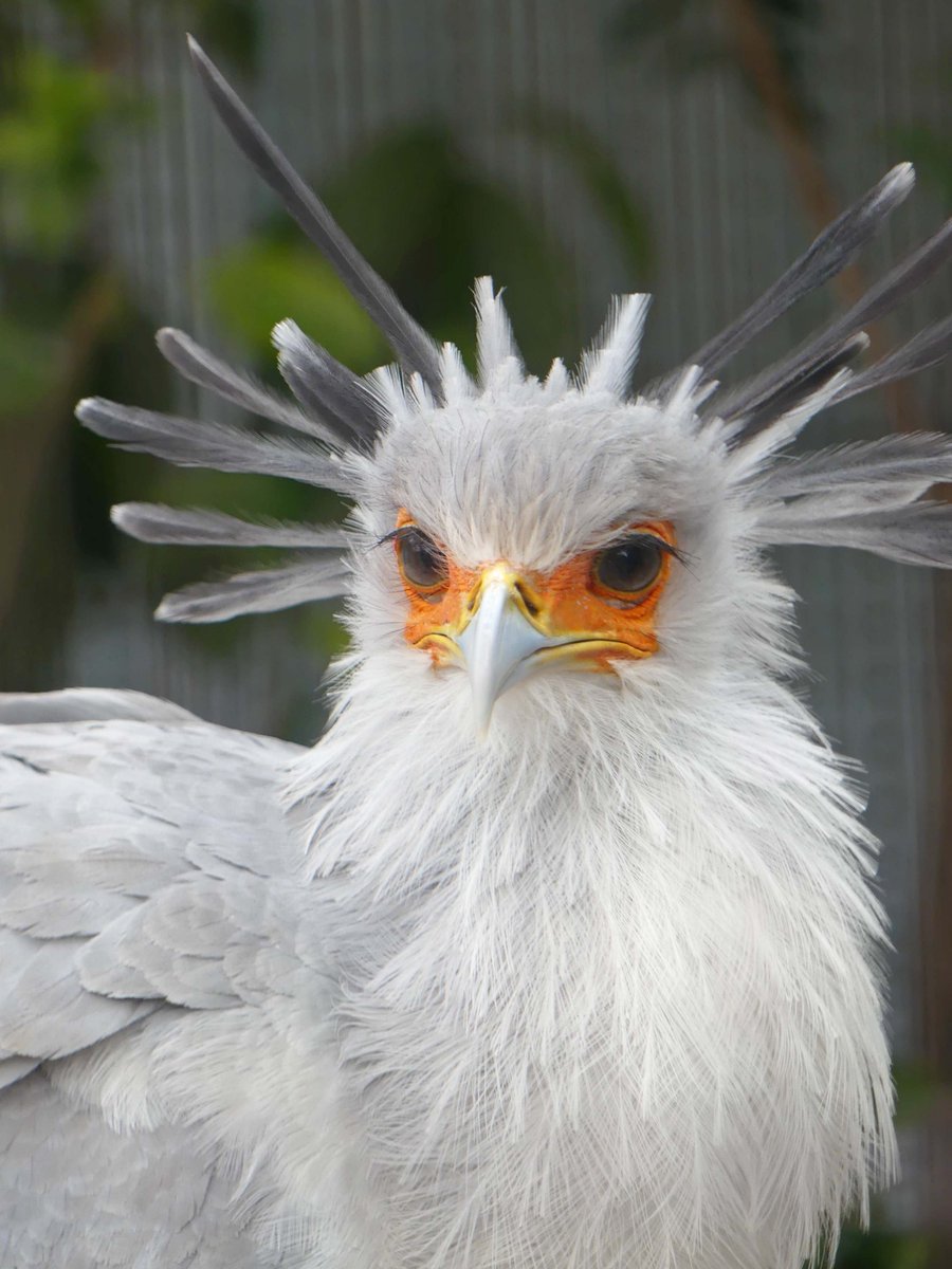 UenoZooGardens's tweet photo. おはようございます。
今朝の動物たちの様子をお届けします。

#ヘビクイワシ
#朝の上野動物園 https://t.co/gCLugJatBD