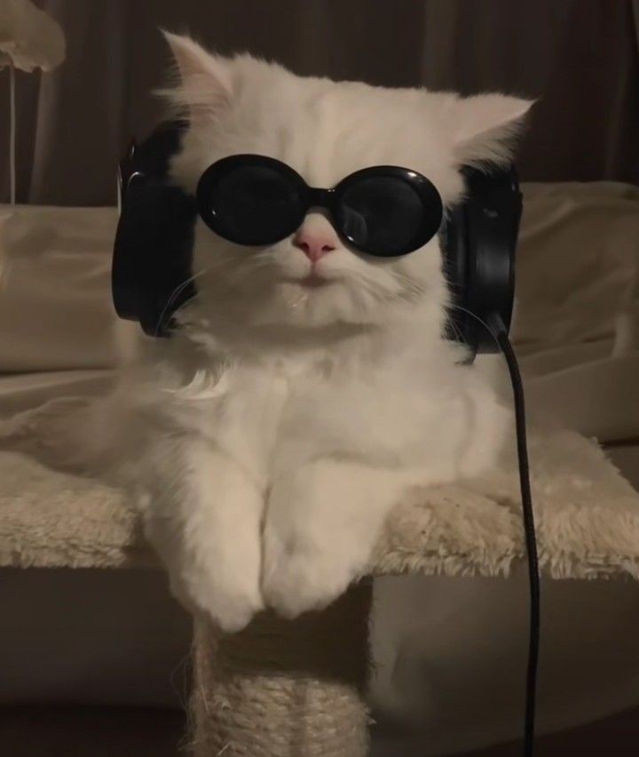 nocontextscats's tweet photo. 😎😎😎 https://t.co/ZrJDI5zYoE