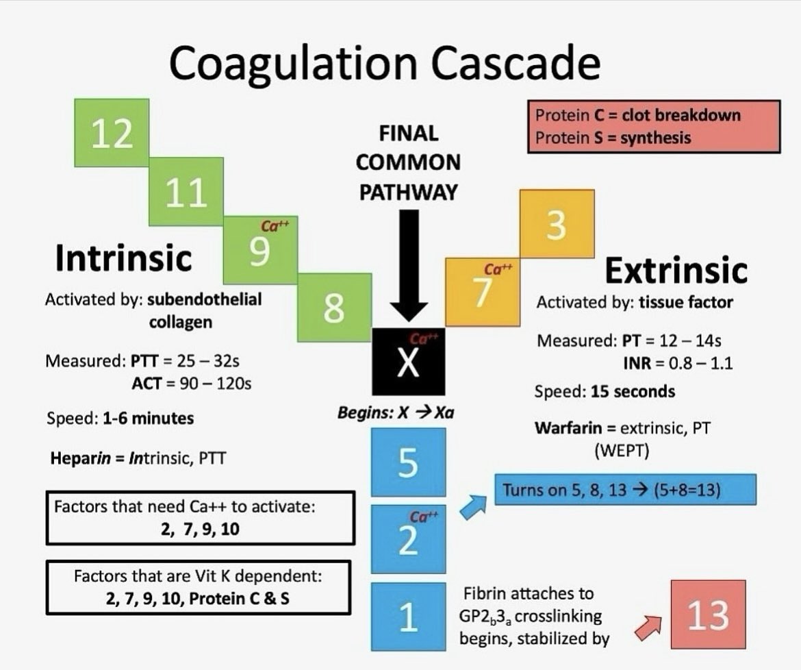 Oren Gottfried, MD tweet media