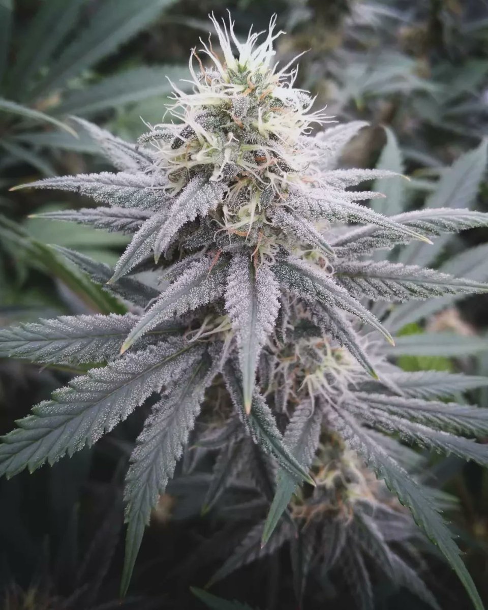 TheGoatGrows's tweet photo. Do-si-do x Sunset Zkittlez (Reefereshers) by Tastebudz Genetics around day 40 of flowering. https://t.co/qvd7vqV7gm
