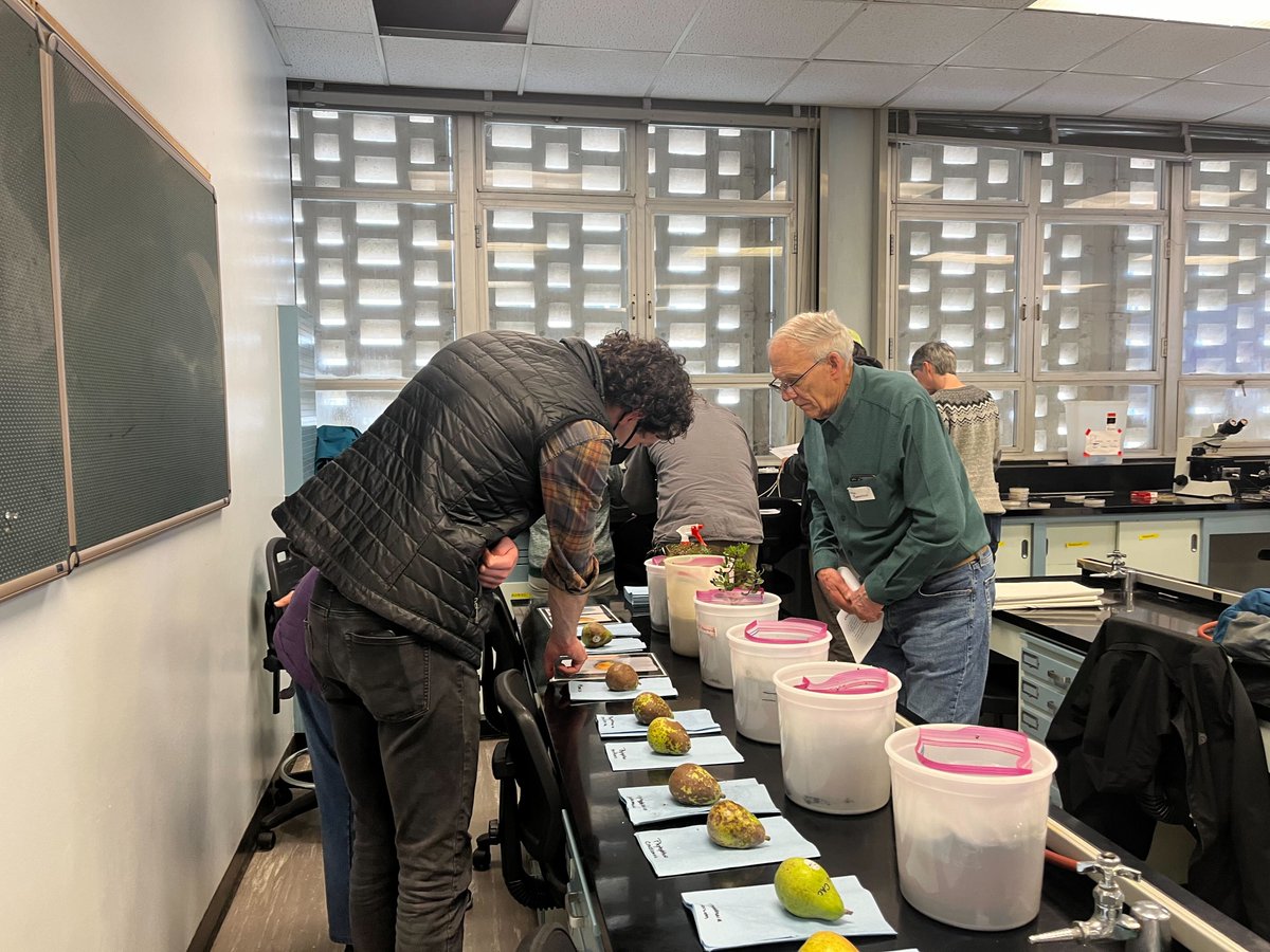 GHPathUCDavis's tweet image. It was a wonderful experience organizing and executing the hands-on workshop on &quot;Understanding Phytophthora: Pathogen Biology and Diagnostics Basics&quot; for California&apos;s ornamental nursery and greenhouse growers. @Johadelcpp @Ruchiikashyap