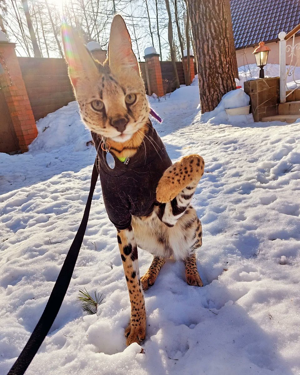 FlashWhite_'s tweet photo. Look at this sassy boy https://t.co/A6v0swowxj