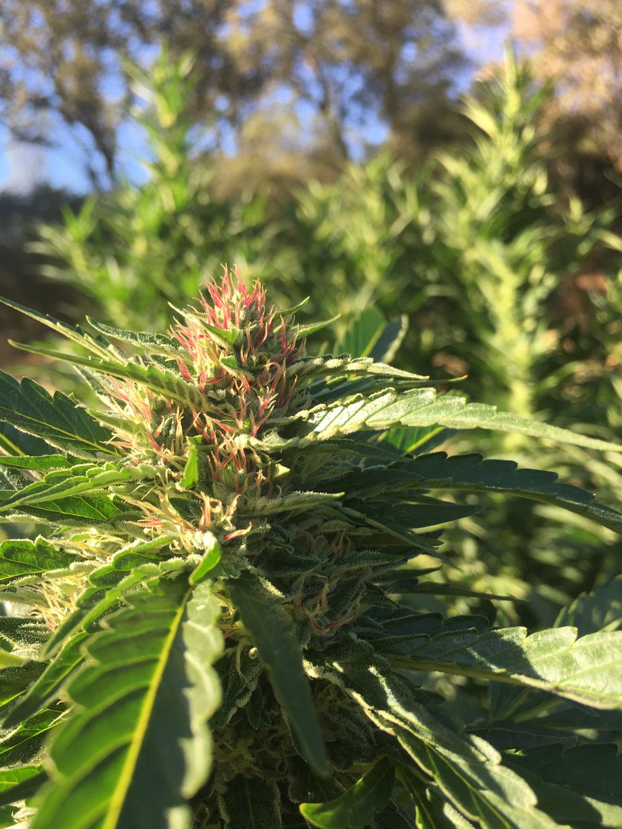 HiveMindGrower's tweet image. Always loved pink pistils on the outdoor plants. This was some south fork kush (SFV OG x chemdawg). I do miss this cut #southfork #goldcountry
