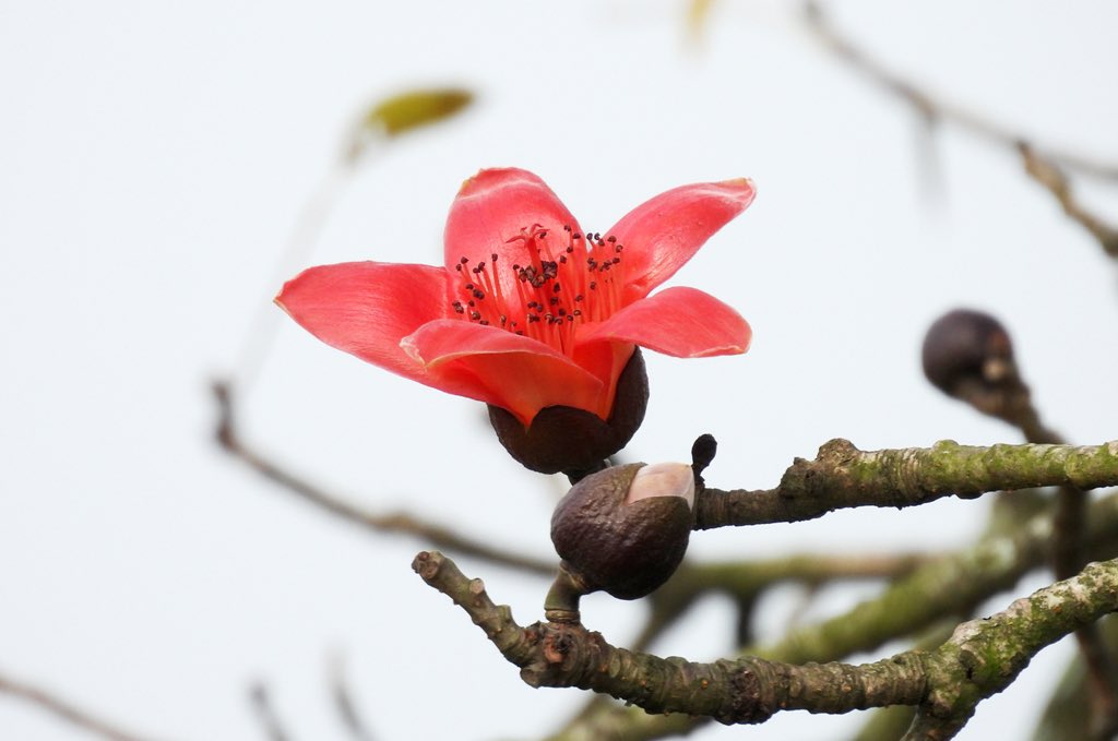 NT_MBT's tweet photo. The kapok tree (Bombax ceiba), similar to other species in the Bombax genus, is also known as the silk-cotton tree, red cotton tree, or p'lang tree (in the Western Highlands of Vietnam). In some older classification systems, it was placed in the Bombacaceae family. https://t.co/4A9zKBLtxk