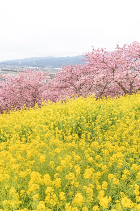 despian_n's tweet photo. 河津桜と菜の花の二重奏 https://t.co/YAsyI2CRgR