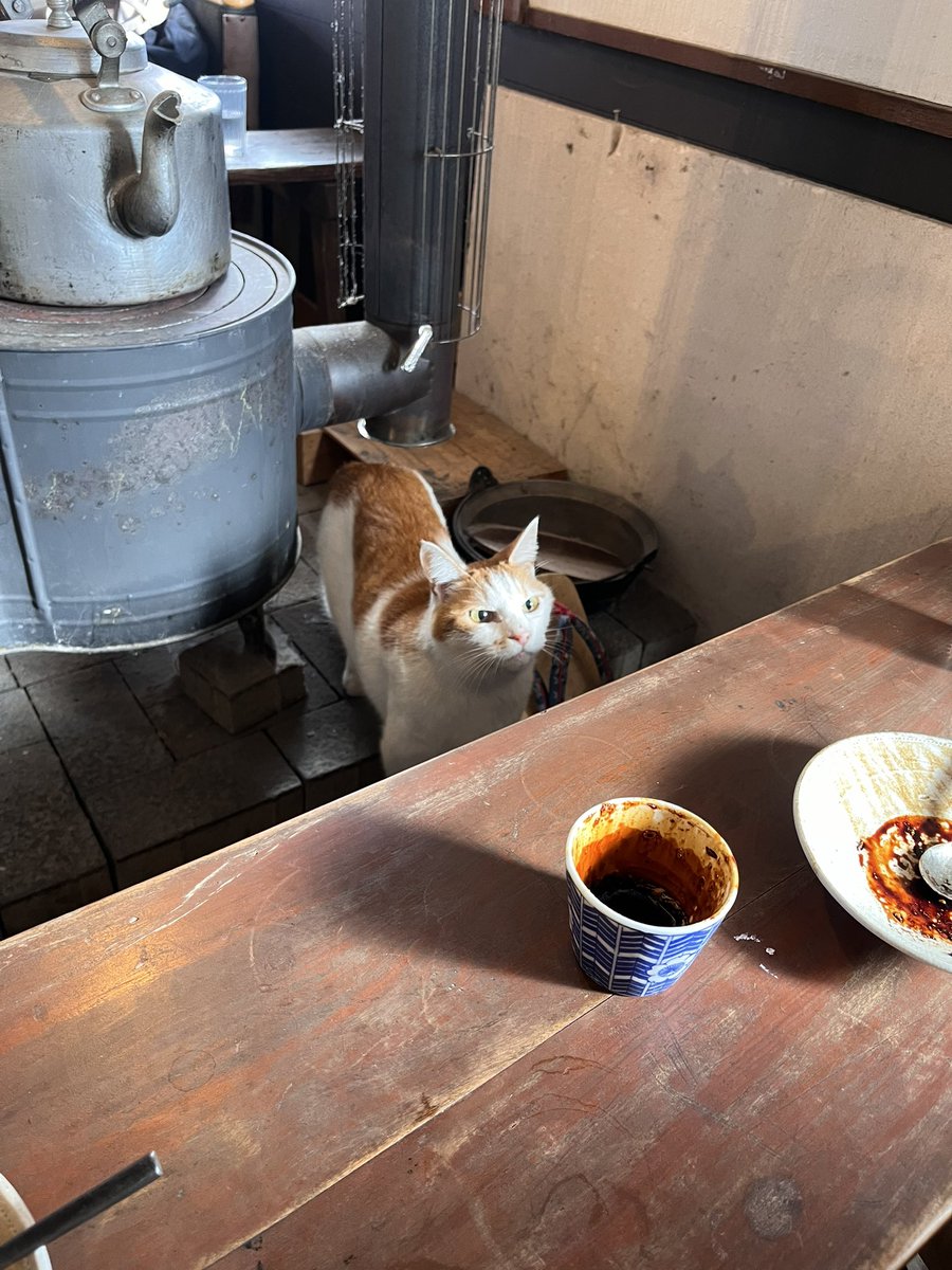gm______29's tweet photo. ちょっと前に行った群馬のこのハラス丼とお蕎麦が美味しくて美味しくて、絶対にもう一回行こうねって話してた
ねこ店長もいるよ₍ᐢ. ̫.ᐢ₎ https://t.co/00UZi526Gj