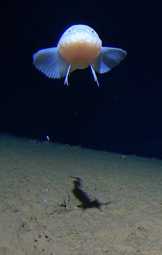 A strong confident snailfish. Central pacific, 7600m #inkfishexplore @deepseauwa