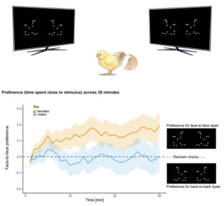 Giorgio Vallortigara (@gvallortigara) on Twitter photo Innate sensitivity to face-to-face biological motion: now published in iScience
with <a href="/mirkuz12/">Mirko Zanon</a> @LemaBas <a href="/ljuba_pi/">Liuba Papeo</a>
#innate #biological_motion
cell.com/iscience/fullt⦠Innate sensitivity to face-to-face biological motion: now published in iScience
with <a href="/mirkuz12/">Mirko Zanon</a> @LemaBas <a href="/ljuba_pi/">Liuba Papeo</a>
#innate #biological_motion
cell.com/iscience/fulltā¦