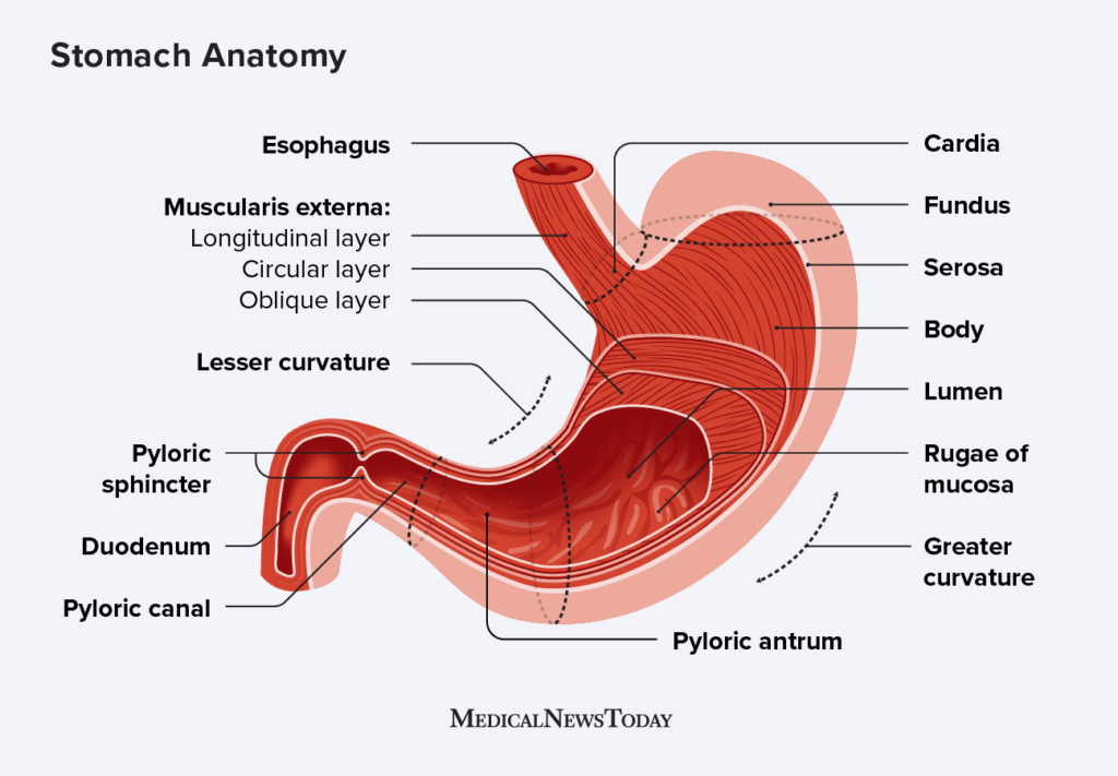 doctor_sab75043's tweet photo. The stomach is a muscular organ  in the upper abdomen that is part of the digestive system the cells of the stomach are constantly exposed to digestive juices and the stomach's contents therefore to protect themselves the cells produce a layer of mucus and constantly regenerate to keep the stomach lining healthy..
#อุงเอิง