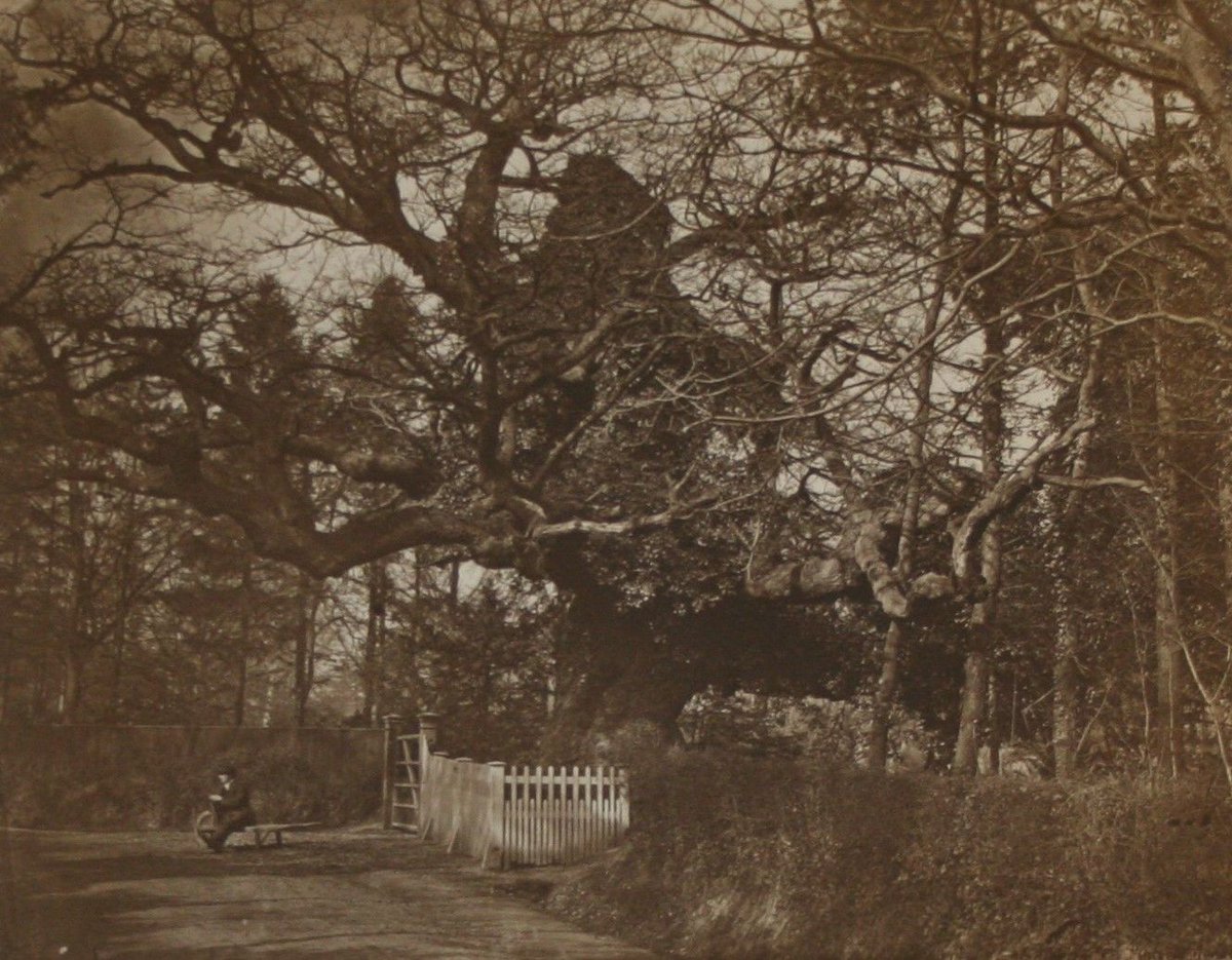 #ThrowbackThursday - The Crouch Oak, #Addlestone, 1874 One of oldest trees in Borough with rental doc of 1624 mentioning property nr “Crockoke” Addlestone, but Elizabeth I said to have picnicked there. C19 folklore said bark was an aphrodisiac #DontTryAtHome #TBT #LocalHistory