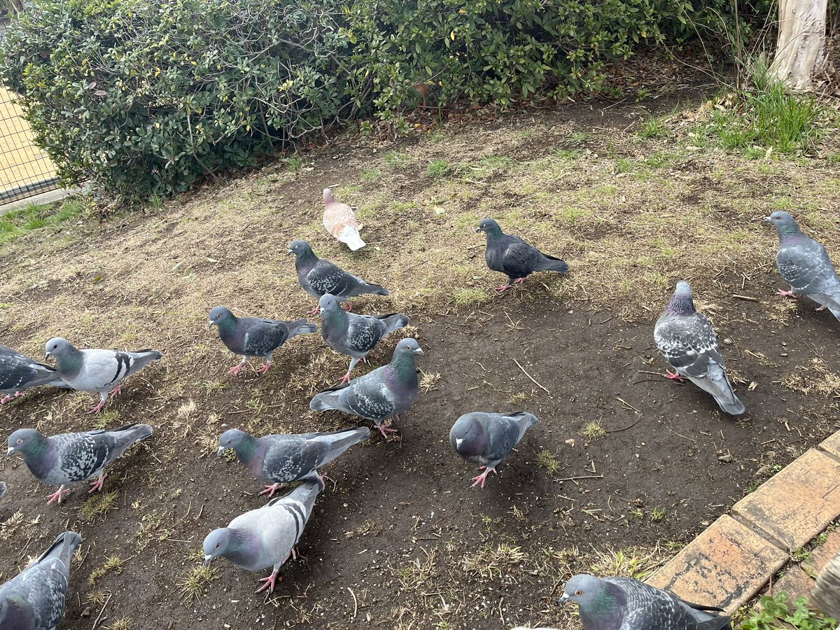 odechi_kazuto's tweet photo. 鳩の群れに色違いいた https://t.co/gniuo7dCZf