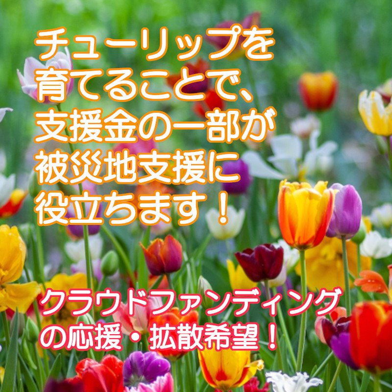 【能登半島地震支援】クラウドファンディングに挑戦！
富山のチューリップをリターンとして活用し、災害義援金を集め、笑顔を届けよう！
camp-fire.jp/projects/view/…

#とやまのチューリップ #能登半島地震  #クラウドファンディング