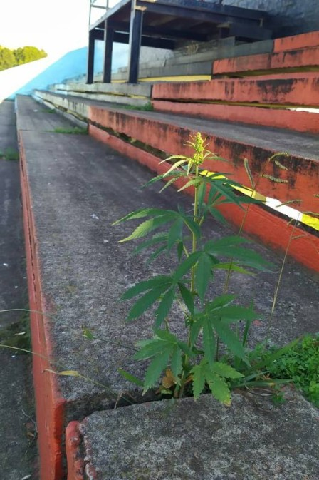 maconhavintage's tweet photo. "Com jogos parados, pé de maconha nasce em cimento de arquibancada na Argentina". 
Estádio Lorenzo Arandilla em Adrogué, Argentina, durante a paralização devido à pandemia de coronavírus, maio de 2020. https://t.co/ubHbiErIHa