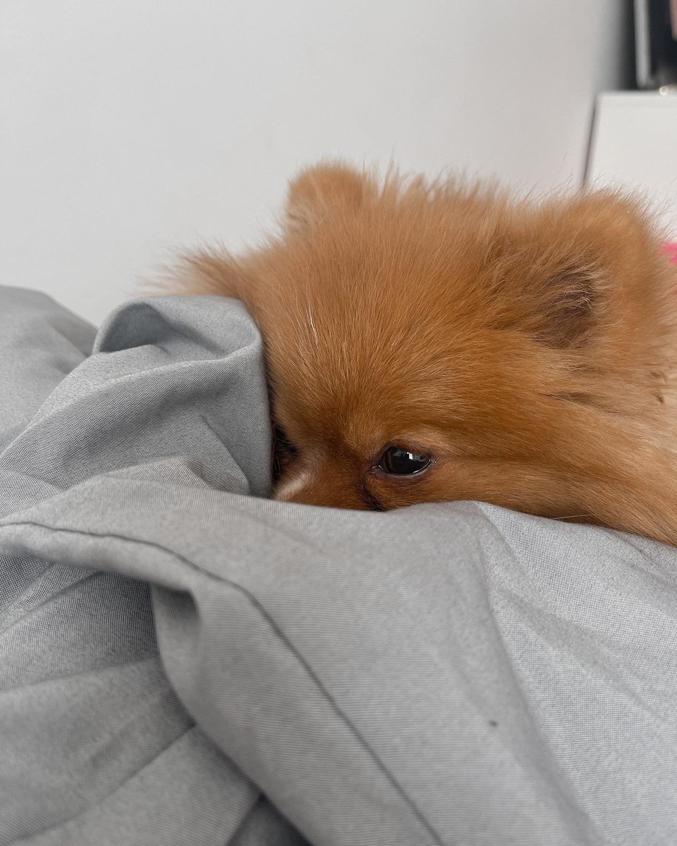 Puppies are always the most loyal friends of humans. They can bring joy to people and are also the best companions. In the process of getting along with dogs, there are joys, sorrows and joys, as well as daily moments.🥰