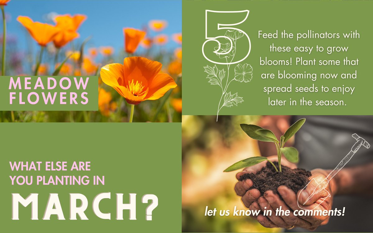 armstronggarden's tweet image. Raise your hand if you’re excited for spring! 🙌🌸🌿🌷🌱👋
🪴What are you most excited about planting this month?
#springplanting #marchgarden #gardentips #gardeningforbeginners #urbangardening #springblooms #whattoplantnow