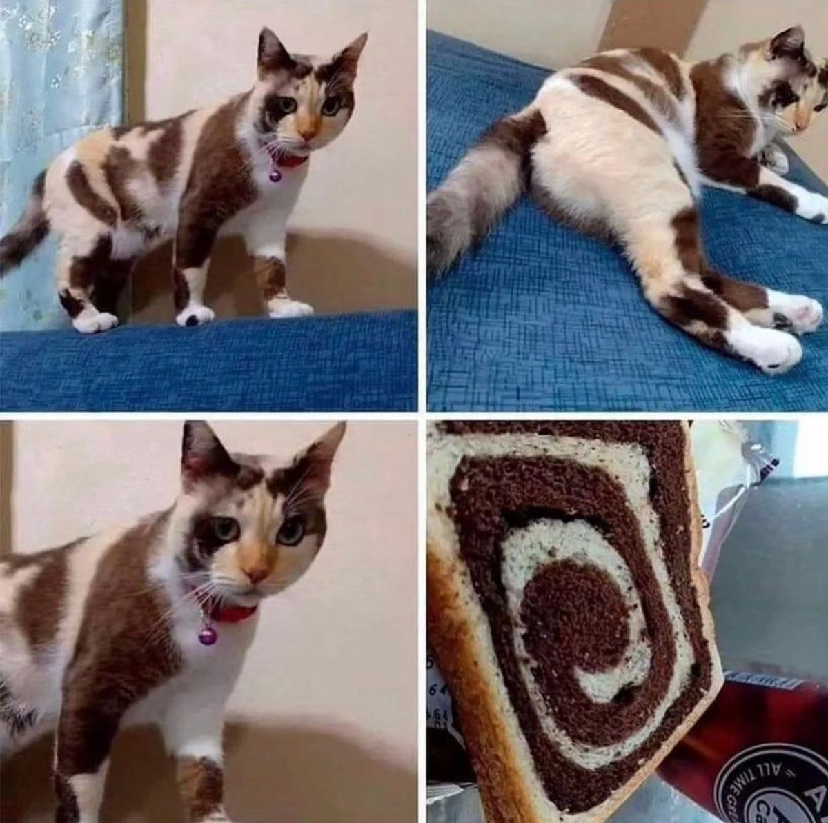 Why you should have a cat (@shouldhavecat) on Twitter photo 