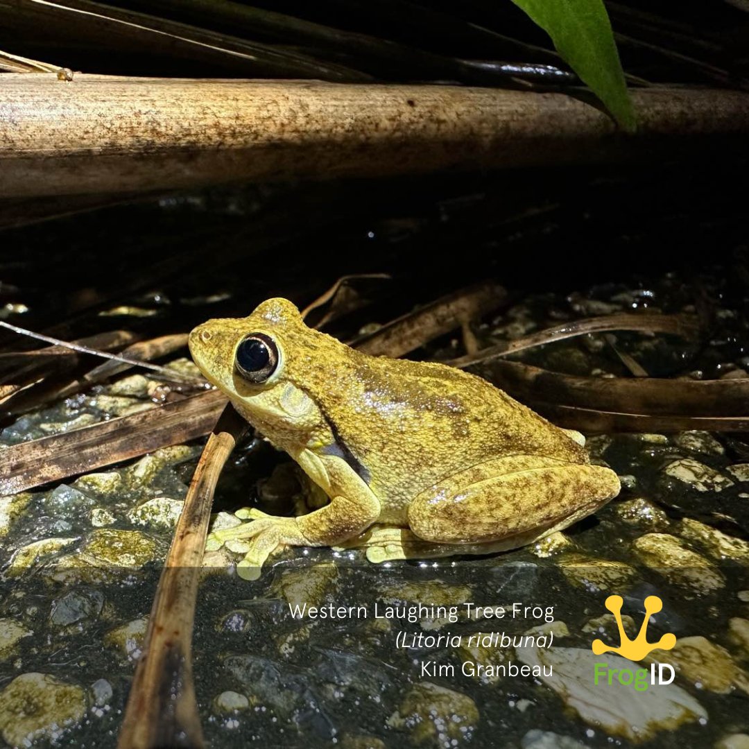 We received a #FrogID submission from Humpty Doo NT featuring the Western Laughing Tree Frog (Litoria ridibunda). Haven't heard of this species? It was only recently described as new to science, and your #FrogID recordings helped! Learn more: australian.museum/blog/amri-news…