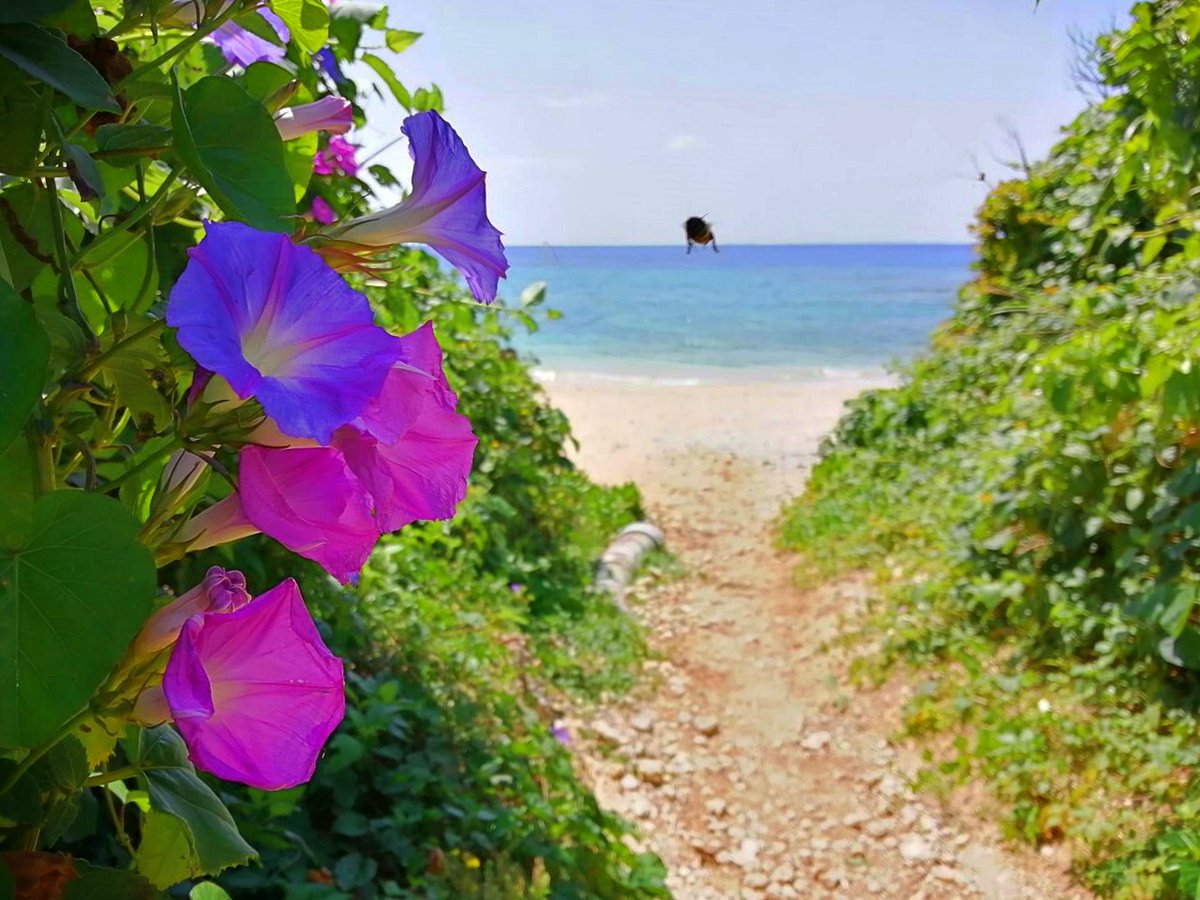 春の沖縄 琉球朝顔
ミツバチの案内で海へ😇
blog.livedoor.jp/denenlifemind/…
#花が好き　#TLを花でいっぱいにしよう #こんな時こそTLに花を咲かせよう