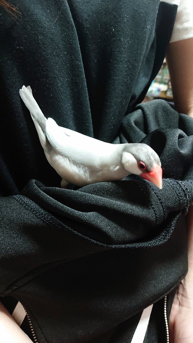 medakakuro2's tweet photo. 今日のam10時頃和歌山県紀の川市藤井にて、シルバー文鳥のこつぶが母の不注意で逃げ出しました。シルバー文鳥を保護した方はカザミまでご連絡下さい。拡散希望リポストよろしくお願いします。藁にもすがる思いです。
#迷い鳥 #文鳥 #迷子鳥 #拡散希望 https://t.co/zahaSXJ2DD