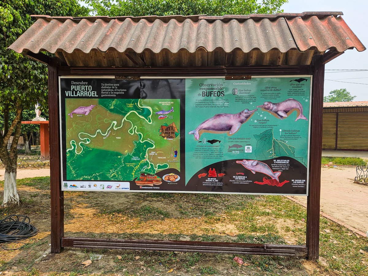 Faunagua_com's tweet photo. JUNTANDO ACTORES Y ESFUERZOS PARA LA CONSERVACIÓN DEL BUFEO BOLIVIANO EN LA AMAZONIA BOLIVIANA
FAUNAGUA pretende posicionar esta especie como embajadora para la conservación de los hábitats acuáticos en la Amazonia boliviana. https://t.co/J69TKZwjol