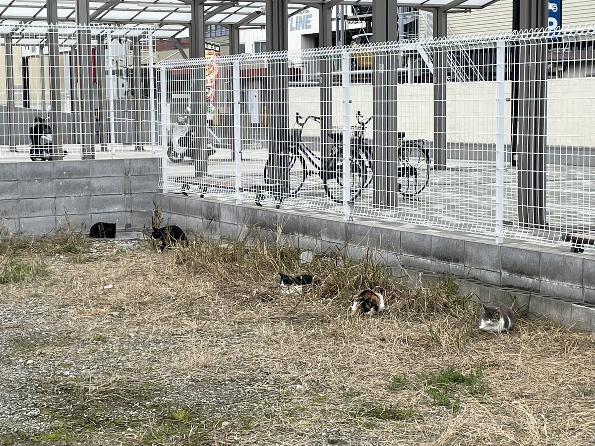 おはよー😾
猫のプチ集会発見😾